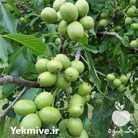 فروش نهال گردو سانلند در گروه خرید و فروش نهال گردو در یکمیوه -عکس1