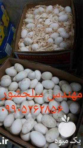 فروش تخم نطفه دار غاز در گروه انواع تخم ها در یکمیوه -عکس1