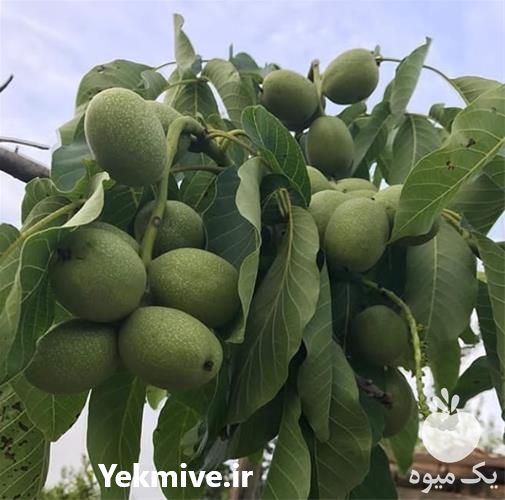 فروش نهال گردو با کیفیت بالا در گروه خرید و فروش نهال گردو در یکمیوه -عکس1