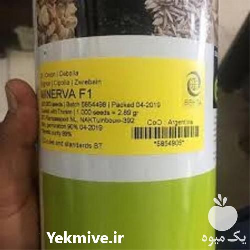 فروش بذر پیاز و پخش بذر پیاز مینروا در کرمان  در گروه خرید و فروش بذر پیاز در یکمیوه -عکس1