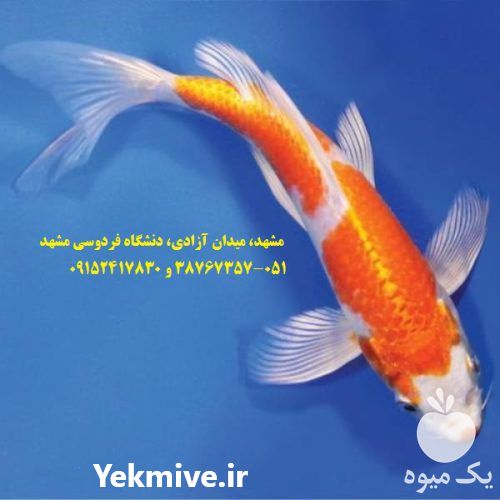 قیمت خرید ویژه انواع ماهی کوی صادراتی در ایران در مشهد در گروه خرید و فروش ماهی کوی در یکمیوه -عکس1