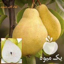 قیمت خرید نهال گلابی سیبری با کیفیت عالی در مشهد در گروه خرید و فروش نهال گلابی در یکمیوه -عکس1