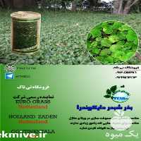 قیمت خرید بذرچمن در اصفهان در گروه خرید و فروش بذر چمن در یکمیوه