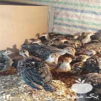 فروش جوجه بوقلمون برنزه جوجه بوقلمون بیوتی در اصفهان در گروه مرغ و خروس و بوقلمون و اردک قو قاز در یکمیوه