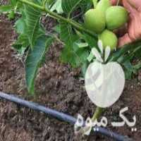 فروش نهال اصلاح شده گردو در همدان در گروه خرید و فروش نهال اصلاح شده در یکمیوه