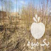 قیمت خرید نهال گردو خوشه ای در گروه خرید و فروش نهال گردو در یکمیوه