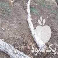 فروش چوب گردو در اسلامشهر در گروه خرید و فروش انواع چوب در یکمیوه