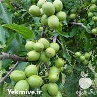 فروش نهال گردو سانلند در گروه خرید و فروش نهال گردو در یکمیوه