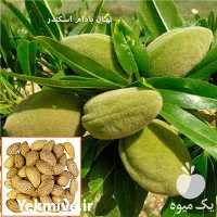 قیمت خرید نهال بادام اصلاح شده در اصفهان در گروه خرید و فروش نهال بادام در یکمیوه