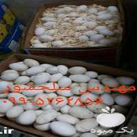 فروش تخم نطفه دار غاز در گروه انواع تخم ها در یکمیوه