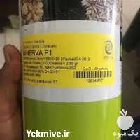 فروش بذر پیاز و پخش بذر پیاز مینروا در کرمان  در گروه خرید و فروش بذر پیاز در یکمیوه