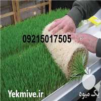 فروش تولید دستگاه خوراک علوفه هیدروپونیک دام در گروه خرید و فروش دستگاه علوفه در یکمیوه