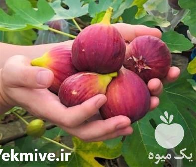 فروش نهال انجیر قرمز در اردبیل در گروه خرید و فروش نهال در یکمیوه -عکس1