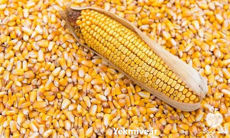 قیمت خرید بذر ذرت هیبرید سینگل کراس 704 استاندارد در تهران در گروه خرید و فروش بذر ذرت در یکمیوه -عکس1