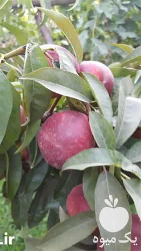 تولید و فروش نهال شلیل رد گلد مغان در گروه خرید و فروش نهال در یکمیوه -عکس1