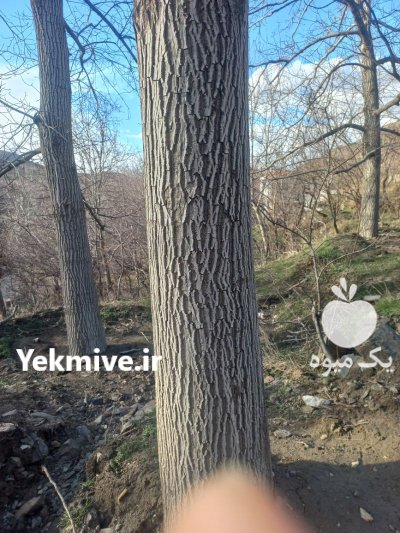 خرید و فروش و قطع انواع چوب و درخت در ملایر در گروه خرید فروش عمده چوب و زغال- زغال چوب گردو تبریزی خام در یکمیوه -عکس1