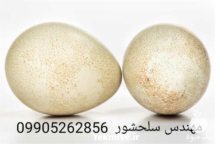 فروش تخم کبک در گروه انواع تخم ها در یکمیوه -عکس1
