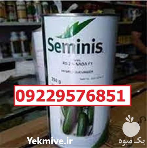 بذر خیار رویال پرفروش اصل در کرمان  در گروه خرید و فروش بذر خیار در یکمیوه -عکس1