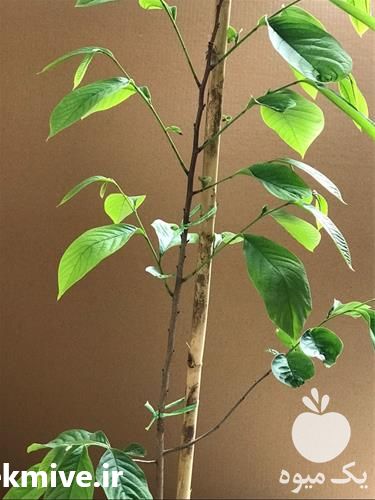 فروش نهال انبه سردسیری در کرمانشاه در گروه خرید و فروش نهال انبه در یکمیوه -عکس1