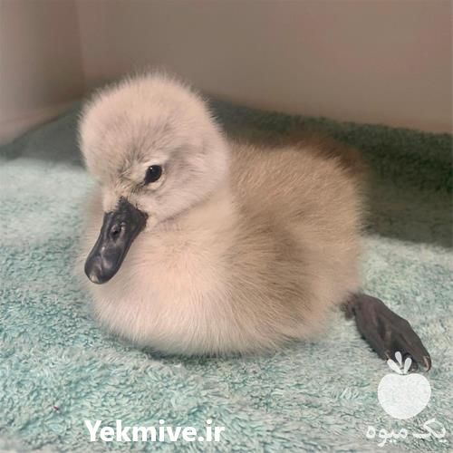 قیمت خرید تخم نطفه دار اردک در کرمانشاه در گروه انواع تخم ها در یکمیوه -عکس1