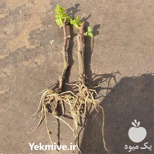 فروش انواع قلمه انگور در گروه خرید و فروش نهال انگور در یکمیوه -عکس1
