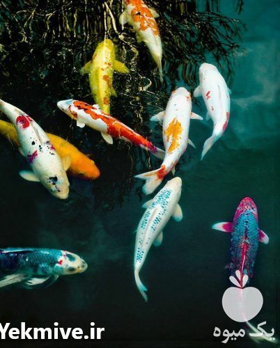 فروش انواع ماهی های کوی در سایزهای مختلف مولد چم بیوتک در مشهد در گروه خرید و فروش انواع ماهی در یکمیوه -عکس1