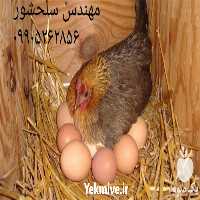 قیمت خرید تخم نطفه دار مرغ در اصفهان در گروه انواع تخم ها در یکمیوه