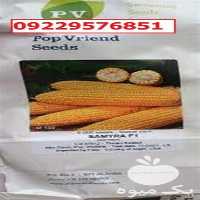 بذر ذرت سمیرا پرفروش اصل در گروه خرید و فروش بذر ذرت در یکمیوه