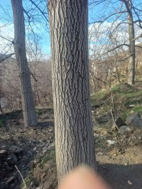 خرید و فروش و قطع انواع چوب و درخت در ملایر در گروه خرید فروش عمده چوب و زغال- زغال چوب گردو تبریزی خام در یکمیوه