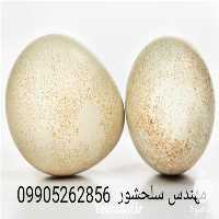 فروش تخم کبک در گروه انواع تخم ها در یکمیوه
