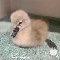 قیمت خرید تخم نطفه دار اردک در کرمانشاه در گروه انواع تخم ها در یکمیوه