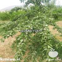 فروش نهال بادام فرانیس در کرمان  در گروه خرید و فروش نهال بادام در یکمیوه
