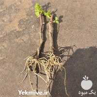 فروش انواع قلمه انگور در گروه خرید و فروش نهال انگور در یکمیوه