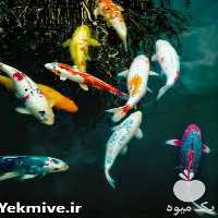 فروش انواع ماهی های کوی در سایزهای مختلف مولد چم بیوتک در مشهد در گروه خرید و فروش انواع ماهی در یکمیوه