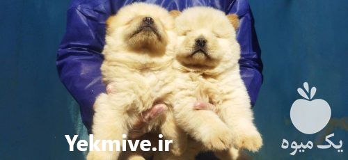 قیمت خرید توله چاو چاو اصیل تپل بانمک در گروه سگ و گربه در یکمیوه -عکس1