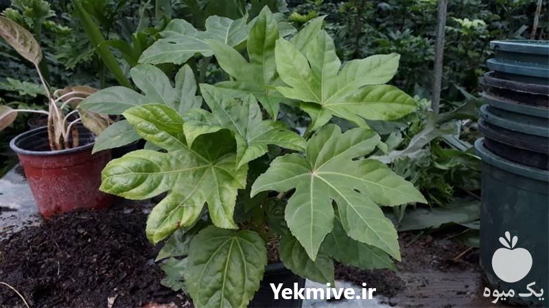 پرورش و فروش گل و گیاه در کرمانشاه در گروه خرید و فروش گیاهان زینتی در یکمیوه -عکس1