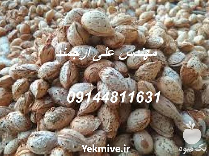 قیمت خرید نهال بادام قیمت مناسب در گروه خرید و فروش نهال بادام در یکمیوه -عکس1
