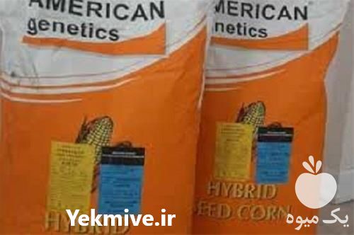 فروش تولید بذر ذرت علوفه ای امریکن ژنتیک در گروه خرید و فروش بذر ذرت در یکمیوه -عکس1