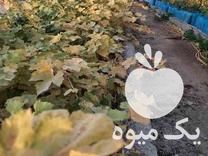 قیمت خرید نهال ریشه لخت انگور سفید و قرمز بیدانه در گروه خرید و فروش نهال انگور در یکمیوه -عکس1