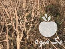 قیمت خرید انواع نهال یک تا سه ساله با پنجاه درصد تخفیف در گروه خرید و فروش نهال بادام در یکمیوه -عکس1