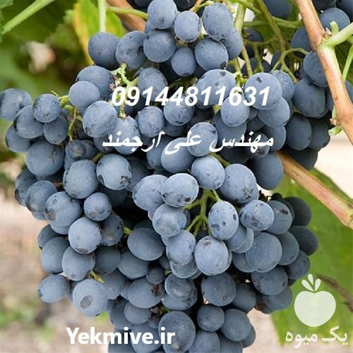 فروش نهال انگور اتوم رویال فرانسه در گروه خرید و فروش نهال انگور در یکمیوه -عکس1