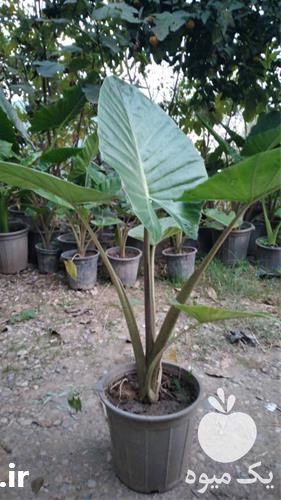 قیمت خرید گیاه بابا آدم با قیمت استثنائی در گروه خرید و فروش گیاهان زینتی در یکمیوه -عکس1