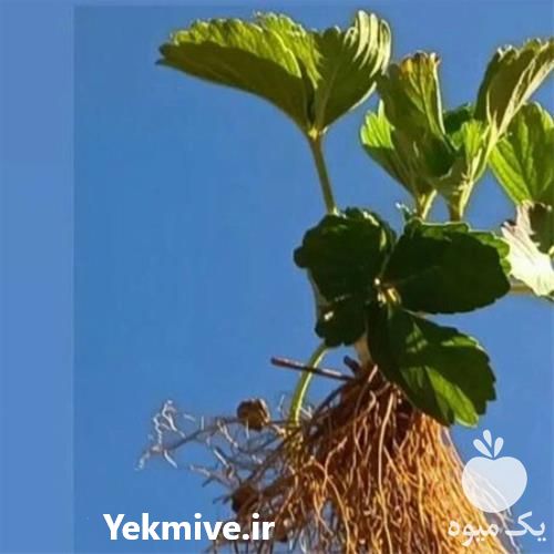 قیمت خرید نشا توت فرنگی در تهران در گروه خرید و فروش نشا در یکمیوه -عکس1