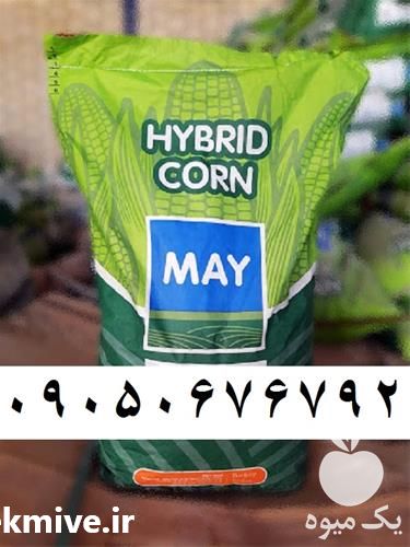 قیمت خرید عرضه بذر ذرت علوفه ای مای در همدان در گروه خرید و فروش بذر ذرت در یکمیوه -عکس1