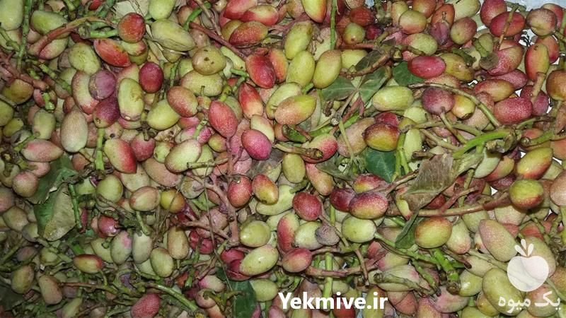 قیمت خرید نهال پسته فندقی در همدان در گروه خرید و فروش نهال پسته در یکمیوه -عکس1