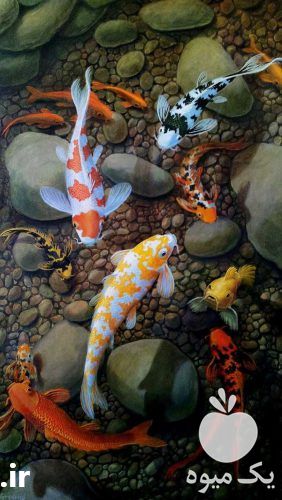 مرکز فروش عمده کوی باله بلند و پوست چرمی در رنگهای مختلف در گروه خرید و فروش ماهی کوی در یکمیوه -عکس1