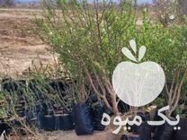 قیمت خرید نهال انگور و انار و بادام و زردالو در اصفهان در گروه خرید و فروش نهال انگور در یکمیوه -عکس1