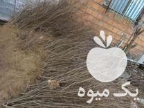 فروش نهال انار ساوه از باغ خودمون در گروه خرید و فروش نهال انار در یکمیوه -عکس1