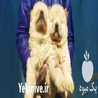 قیمت خرید توله چاو چاو اصیل تپل بانمک در گروه سگ و گربه در یکمیوه