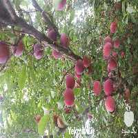 خرید نهال آلو سانتاروزا در گروه خرید و فروش نهال در یکمیوه